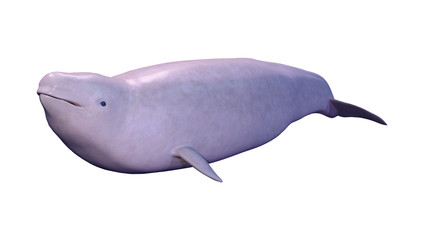 3D Rendering Narwhal Calf on White