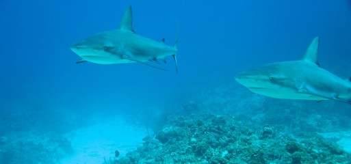 Sharks