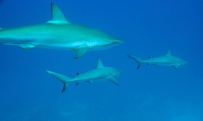 Obraz premium 3 sharks