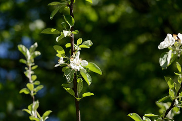 Blooming apple tree in spring garden on a sunny day