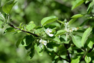Fototapeta na wymiar Blooming apple tree in spring garden on a sunny day