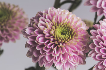 Pink flower in bloom close up still on a white bouquet