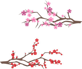 Fototapeta premium sakura