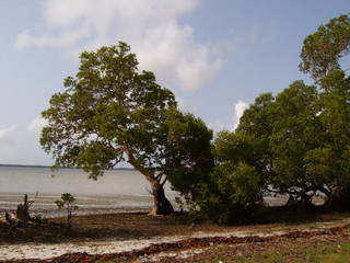 Mangrovenwald in Kenia