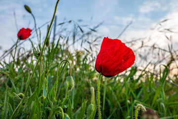 red poppy on the side of a vineyard