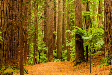 Rotorua Redwoods Forest Walk 