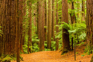 Fototapeta premium Rotorua Redwoods Forest Walk 