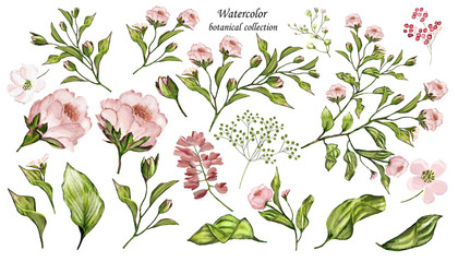 Watercolor illustration. Botanical collection. Set of wild and garden herbs .decorative flowers. Leaves, flowers, branches and other natural elements. Pink flowers.