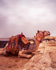 Image of a camel seated in the desert with beautiful carvings / markings on the face