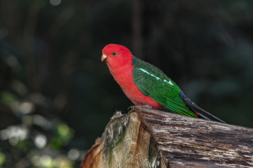 King Parrot on Log 
