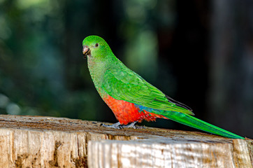 King Parrot Right Side.