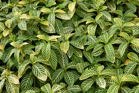 Background pattern of Sanchezia speciosa Leonard leaves