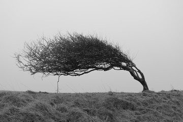 A single bent tree, weathered by strong coastal winds. Monochrome landscape photography in black...