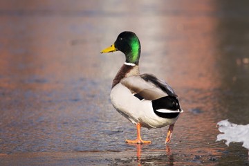 Duck Ente Erpel Tier Portrait Heimisch Winter Vögel Vogel Wasservogel Federkleid Schnabel Eislauf Natur Wildlife Outdoor Bokeh grün bunt watscheln laufen läuft