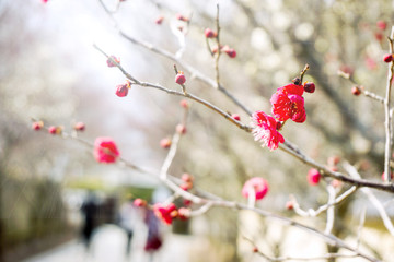 Beautiful red Plum blossom blooming on tree brunch and blurry background.