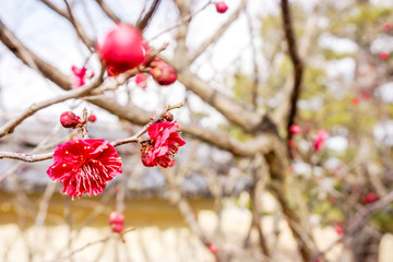 Fototapeta na wymiar Closeup beautiful and red Plum blossom blooming on tree brunch and blurry background.