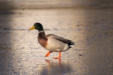 Duck Ente Erpel Tier Portrait Heimisch Winter Vögel Vogel Wasservogel Federkleid Schnabel Eislauf Natur Wildlife Outdoor Bokeh grün bunt watscheln laufen läuft