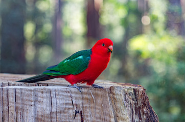 King Parrot on Stump