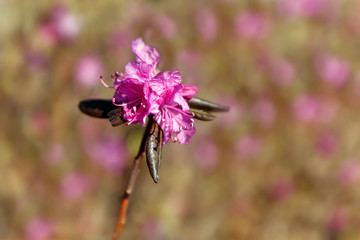 A branch of a blooming wild bagulnik on a sunny May day