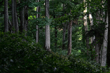Morning forest with rising sun.