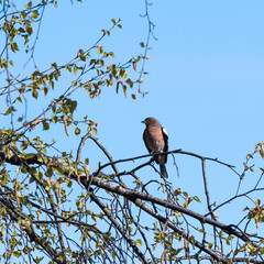 Male Chaffinch bird, Fringilla Coelebs, in natural habitat by early springtime