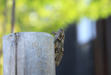 丸太にとまるニイニイゼミ