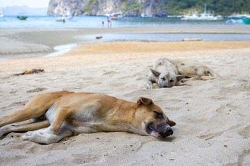 Two homeless dogs on the beach. Sleeping dogs on sea coast, Asia. Adorable tired pets on hot summer day. Brown and gray dogs lying on sand. Homeless animals concept.