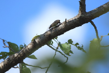 木に止まるニイニイゼミ
