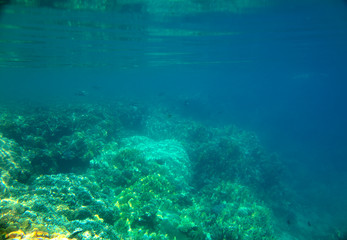 Fototapeta na wymiar coral fish, coral reef, underwater