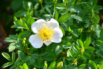 White flowers of rose hips