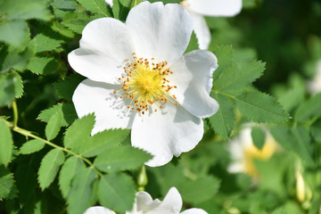 White flowers of rose hips