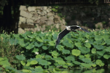 お堀に咲く蓮の群生の側を飛ぶアオサギです