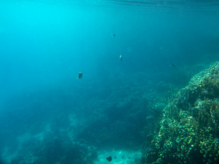 coral fish, coral reef, underwater