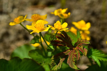 Bright yellow swamp flowers. The marshmallow (lat. Caltha palustris) is a herbaceous perennial plant of the family Ranunculaceae (Ranunculaceae). Close up.