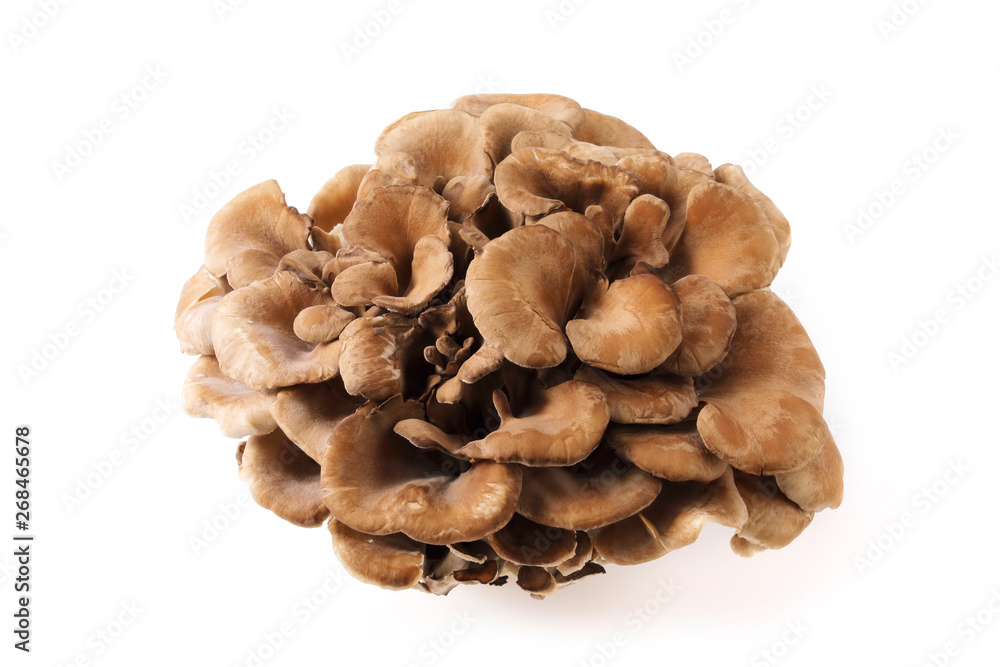 Wall mural 舞茸　maitake mushroom