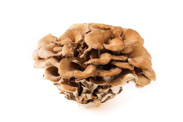 舞茸　Maitake mushroom