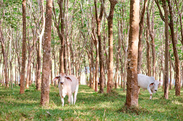 Cows grazing on .rubber-tree plantation in Thailand.