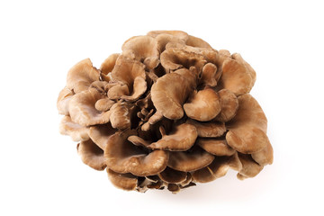 舞茸　Maitake mushroom