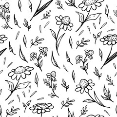 Seamless pattern of camomile sketches on a white background.