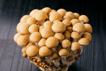 ブナシメジ　Shimeji mushroom