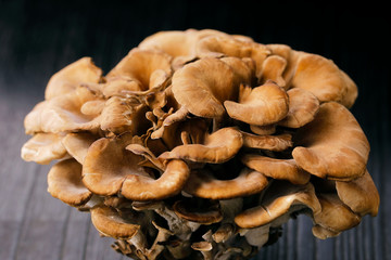 舞茸　Maitake mushroom