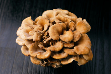 舞茸　Maitake mushroom
