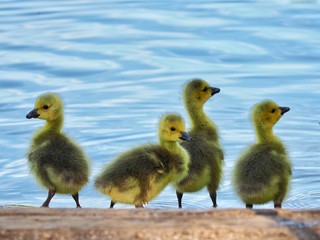 Four Young Goslings 