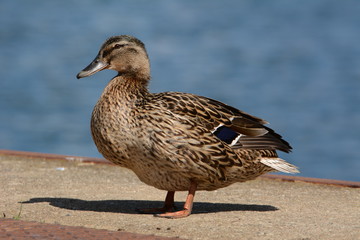 Duck Ente Tier Portrait Federkleid Heimisch Wasservögel Vogel Schnabel Augen Detail Tele Wildlife Natur Fauna Meer Ostsee