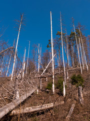 Vom Borkenkäfer befallener Fichtenwald, Tannenwald. Viele Bäume sind bereits abgestorben. Gesehen im Nationalpark Kellerwald in Deutschland, Hessen.