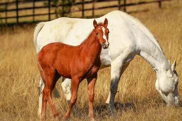 Horse foal in the summer with and without the mother Mare in a pasture..