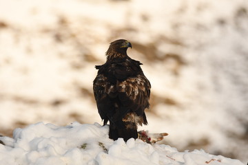 Aguila real adulta en la sierra abulense. España