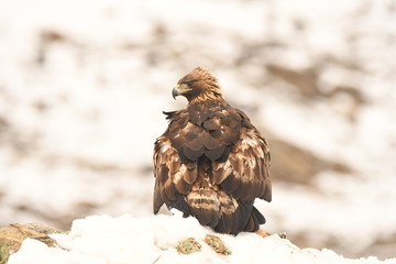 Aguila real adulta en la sierra abulense. España