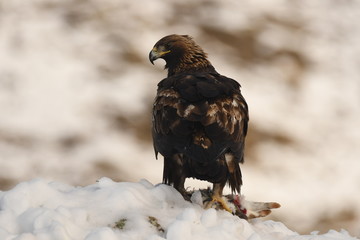 Aguila real adulta en la sierra abulense. España
