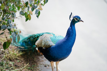 Obraz premium Beautiful colorful male peacock outdoors.
